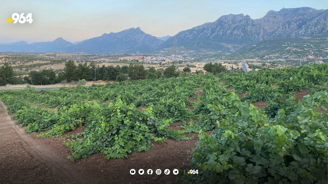 ئەمساڵ بەشێك لە ترێی ئامێدی نەخۆشە