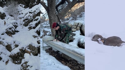 “تكایە دەستكاری ژیانی ئاژەڵ و باڵندە كێوییەكان مەكەن و خواردنیان پێمەدەن”