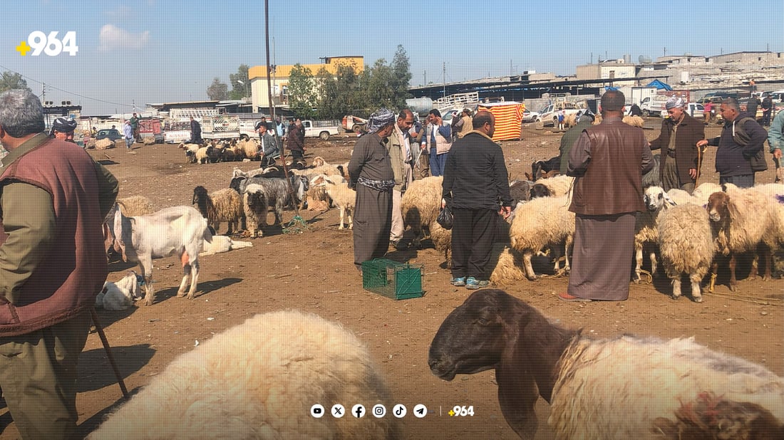 جموجۆڵ كه‌وتووه‌ته‌ ناو مەیدانی ئاژەڵانی هەولێر