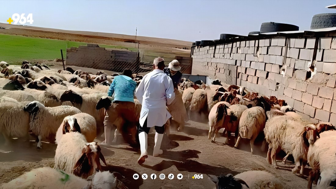دەرزی دژە نەخۆشی لە ئاژەڵ و پەلەوەرەکانی خورماتوو دەدرێت