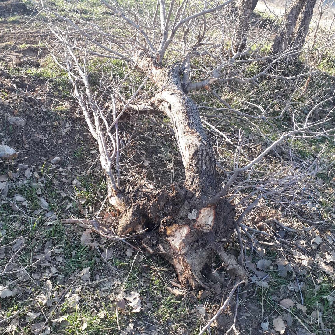 له‌ گوندێكی شارباژێر زیاتر له‌ 250 دار بڕاون و هه‌ڵكێشراون