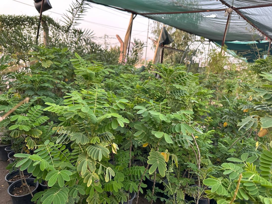 أوكسجين وخضرة دائمة.. سمعة “السبحبح” تزيح “الكاربس” السيء عن شوارع الكوت (صور)