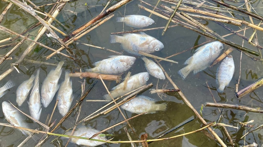 لكل قوي نهاية.. ماتت أسماك البلطي العنيدة في فرات البصرة والصيادون سعداء! (صور)