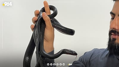 له‌ رەش مار زه‌یتی دژه‌ هه‌ڵوه‌رینی ڤژ دروست ده‌كات