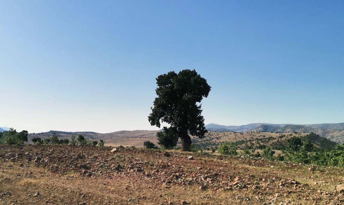 زیاتر له‌ شه‌ش ملیۆن دۆنم دارستانى سروشتى له‌ هه‌رێمی كوردستان هه‌یه‌