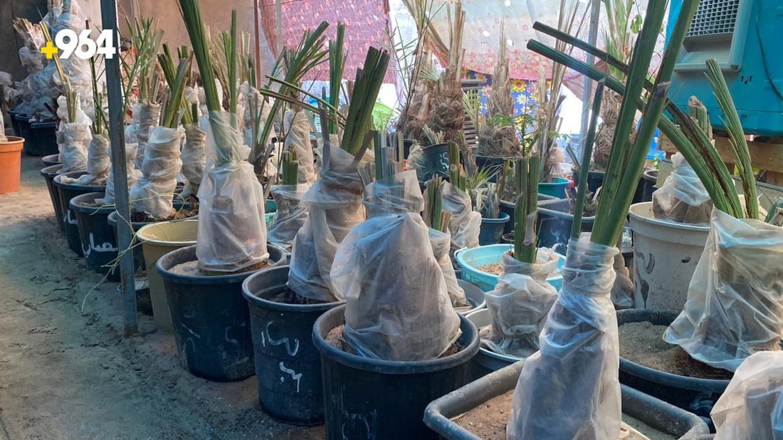 صور من البصرة: “أبو سجاد” يبيع أجود النخيل والسر في مختبرات البرحي و”العجوة”