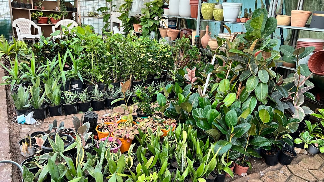 صور: أشجار الظل أكثر في حديثة والأهالي يطلبون “السبحبح” و”بنت القنصل”