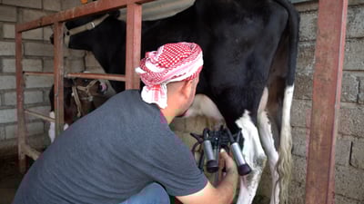 ترك البكلوريوس والمدينة وعاد إلى الطبيعة.. حجز 3 أشهر على أجبان ريفان!