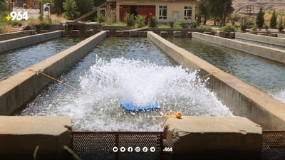 تاقانە پڕۆژەکەی ماسی سەلەمون لە پشدەرە