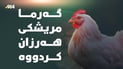 گەرما بازاڕی مریشکفرۆشانی گەرموگوڕ کرد؛ مریشک دای لە هەرزانی