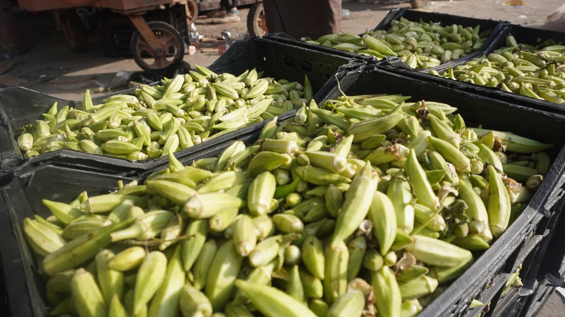 بامية بلد وطماطة ربيعة تنافسان المستورد بعلوة حمدان في أبو الخصيب (صور)