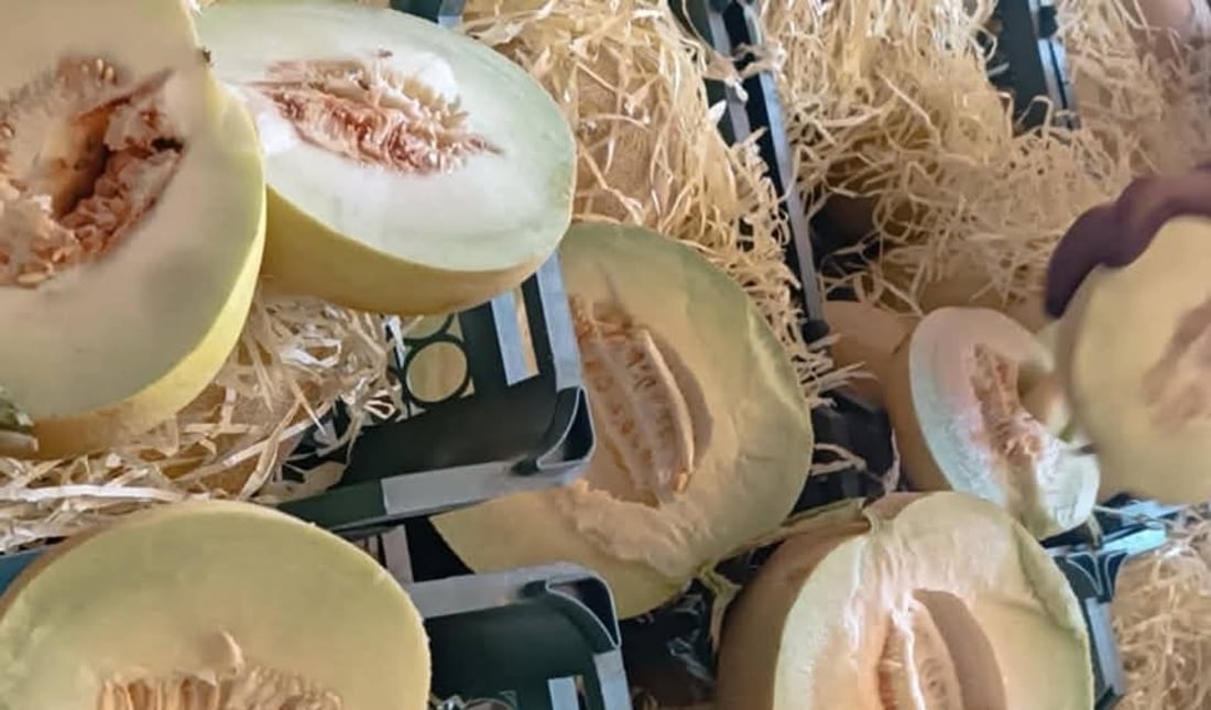 دەست بەسەر زیاتر لە هەشت تۆن کاڵەکی خراپبوودا گیرا