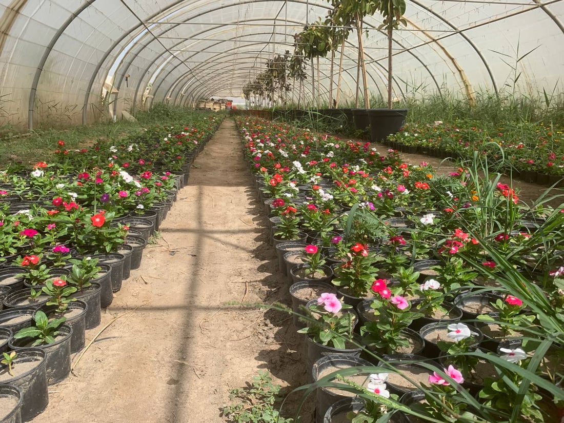 قد لا يعرفها كثير من أهل بغداد.. “العدوانية” البعيدة مصدر نباتات المطار النادرة