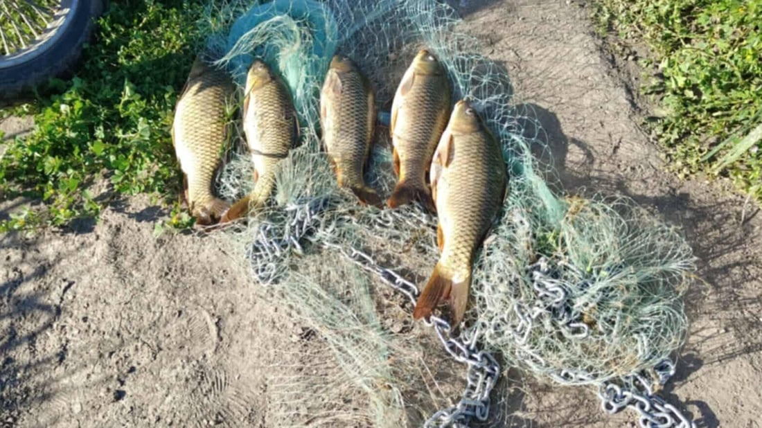كردستان صادرت طن أسماك من مخالفين لحظر الصيد وباعته بـ 830 ألف دينار