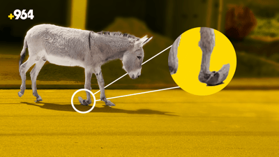 گوێدرێژێک لە سۆران پێویستی بە هاوکارییە