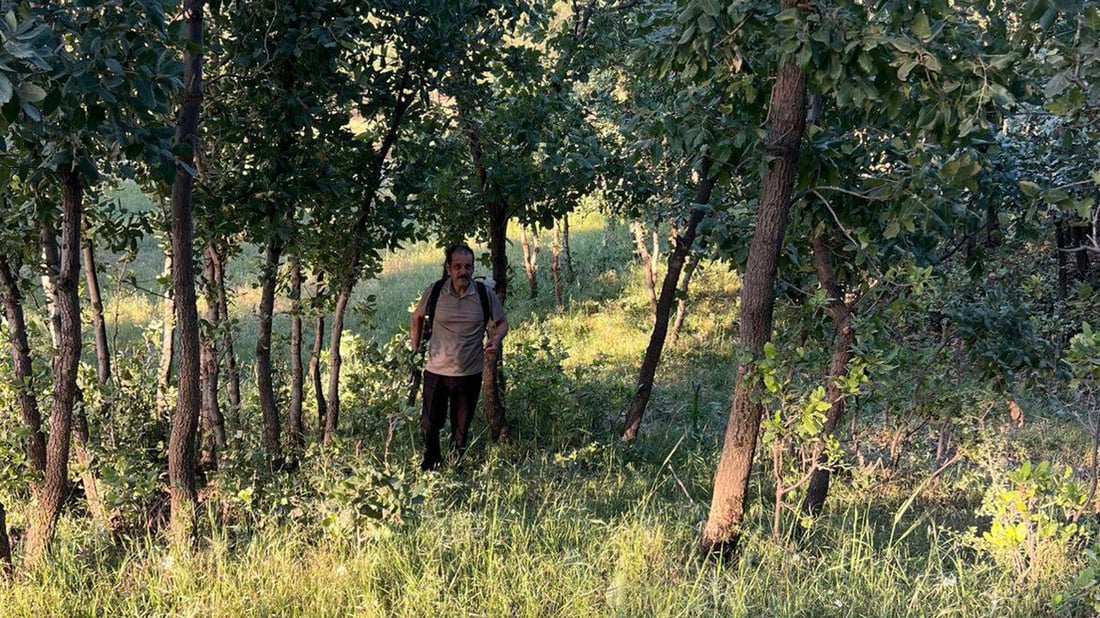 لەبنارى چیاى هەندرێن ژمارەیەک دار تووشى نەخۆشى بوون