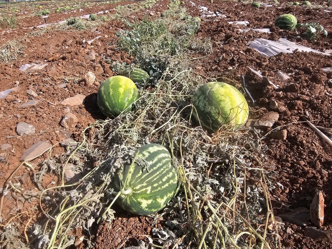 کێڵگە شوتی جوتیارێک خێری نەدایەوە و هەمووی نەخۆشی لێیداوە