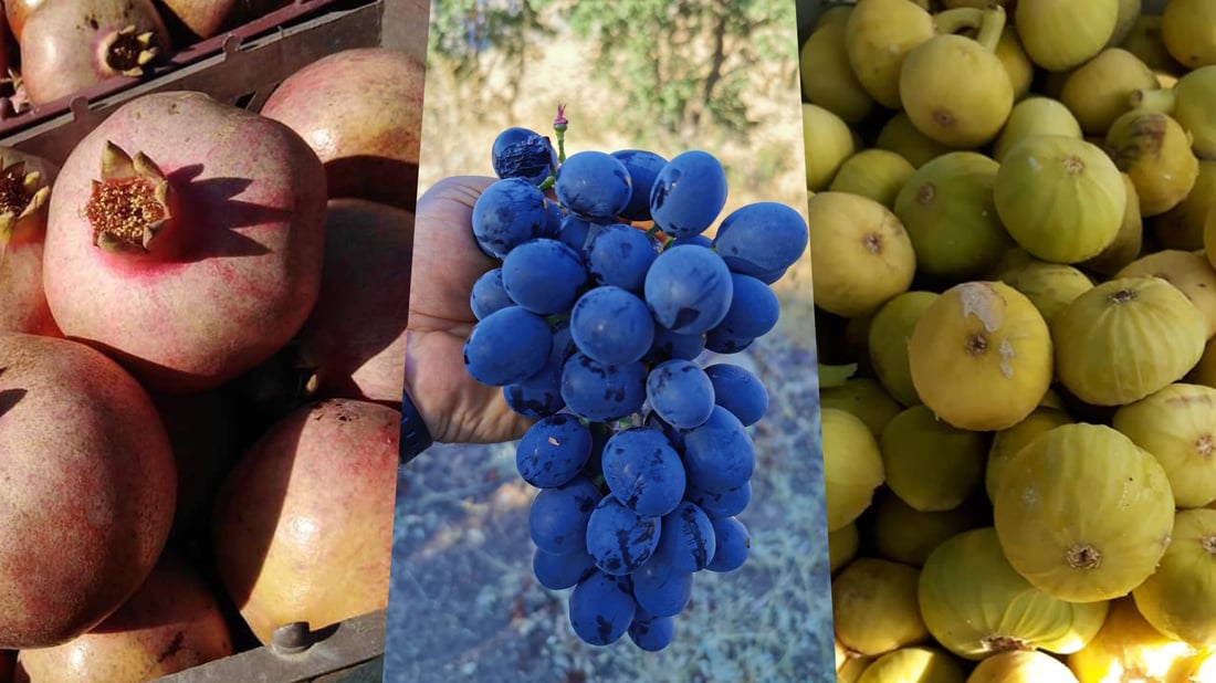 ئه‌مساڵ زۆرترین به‌رهه‌مى باڵه‌كایه‌تى خۆخ بووه‌ و كه‌مترینیش سێو