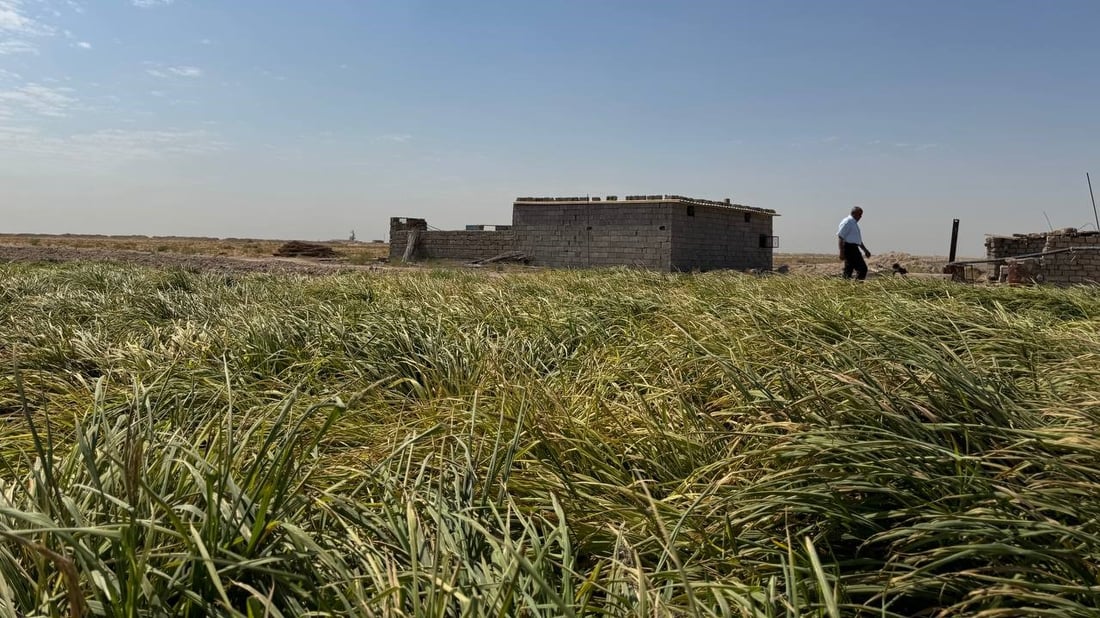 فيديو من أول حقل رز عنبر في الصحراء.. “ادعموني لأضاعف الكمية”