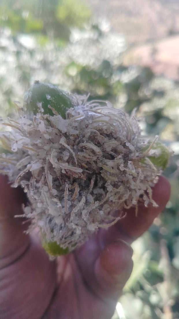 لە پێنجوێن بۆ دۆشاوی شۆکە چەندین دار بڕاونەتەوە