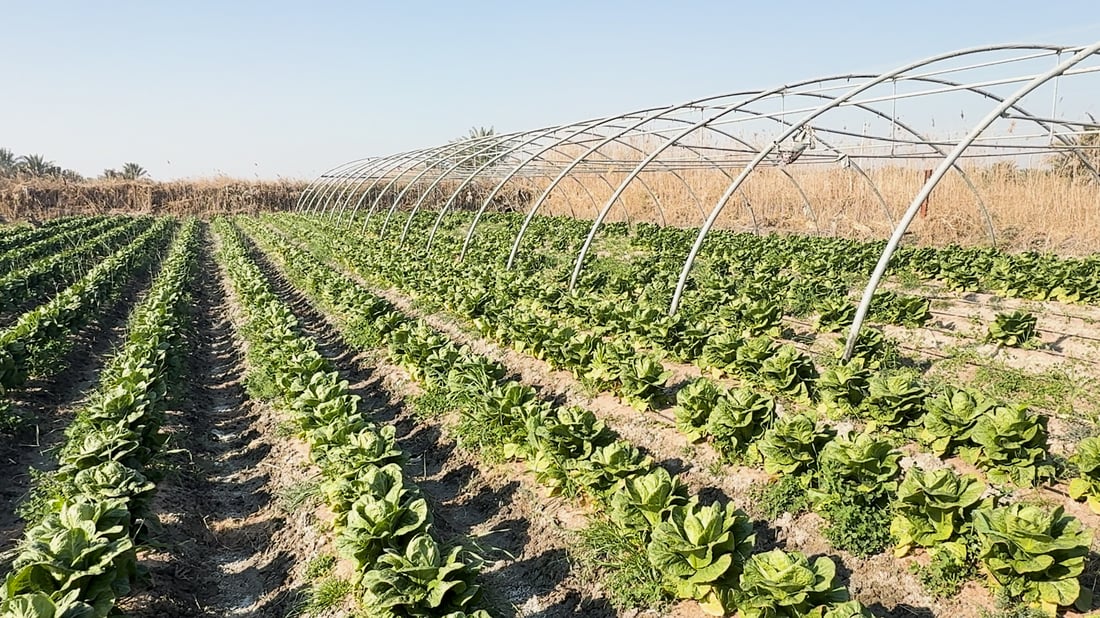 Iraq eyes expanded summer farming after water release from Turkey