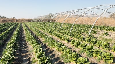 Iraq eyes expanded summer farming after water release from Turkey