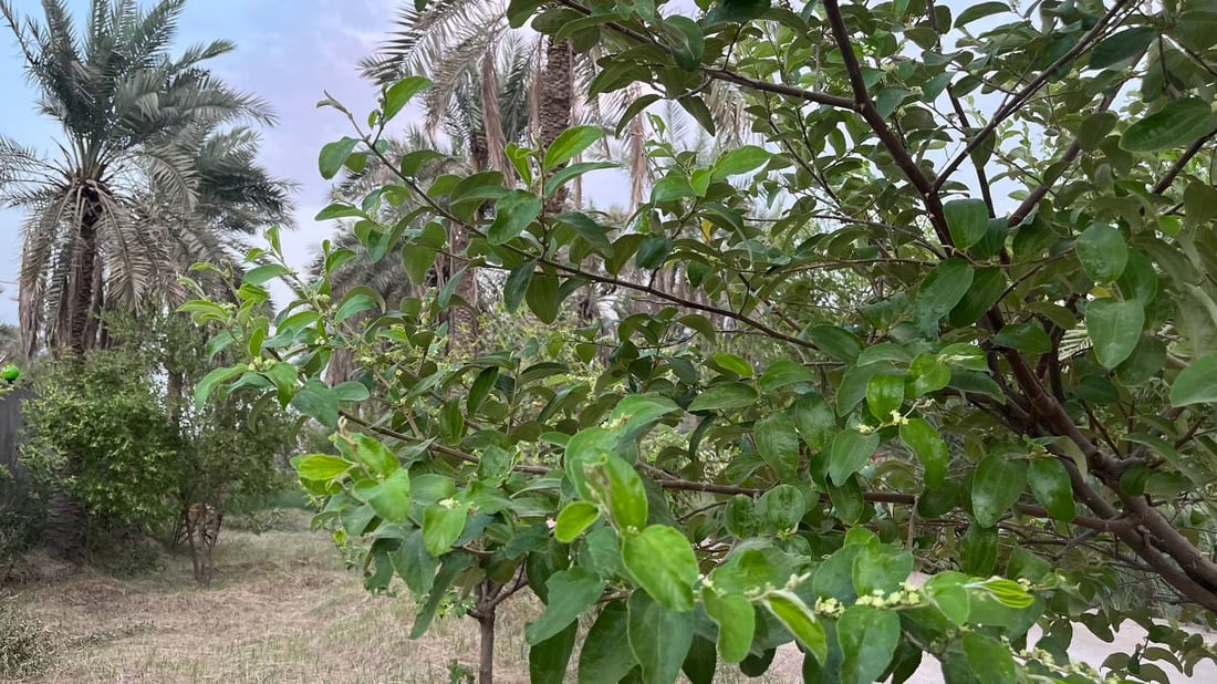 صور: رائحة السدر تملأ أرجاء البصرة.. أزهار النبك تفتحت والمثبّت يحميها من المطر