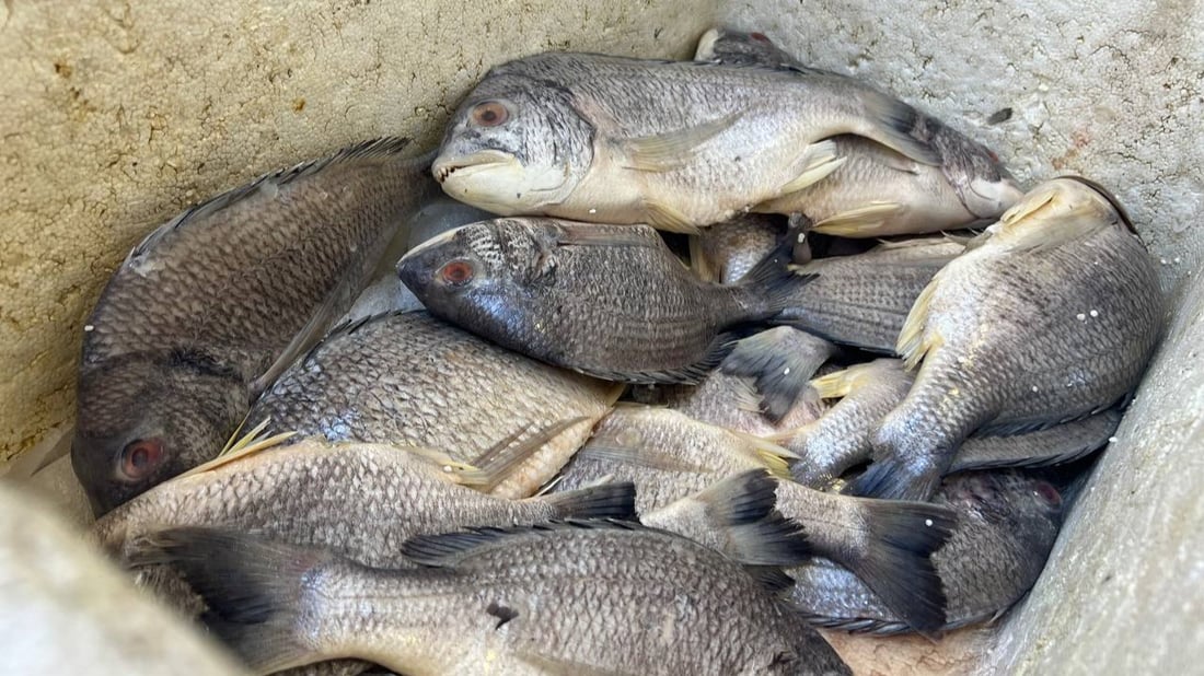 أسماك النهر والبحر متوفرة في الأعظمية.. أسعار 20 صنفاً من محل القبطان (صور)