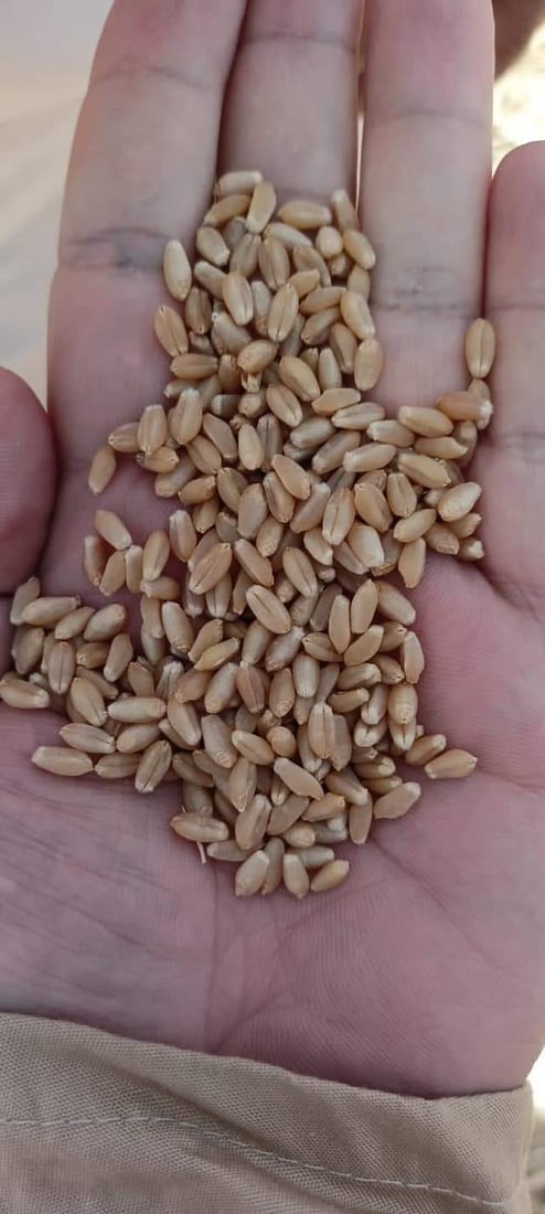 حفلة حنطة في تلعفر.. الحاصدات تدور في ربع مليون دونم و”السايلو” يلغي الطوابير