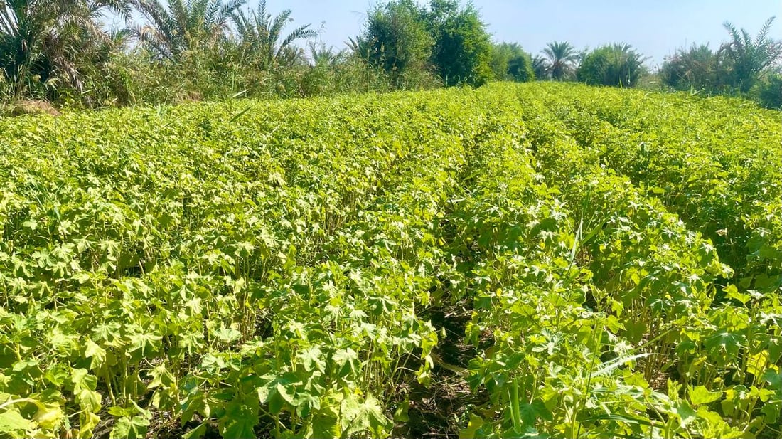 شمال البصرة يباهي بالباميا النادرة.. “البترة” العراقية هي الأفضل لهذه الأسباب