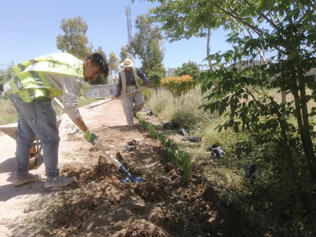 340 داری دەدۆنیا لە بنەسڵاوە چێندراون