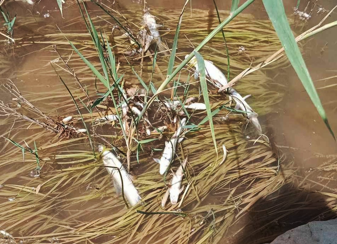 سه‌دان ماسی له‌ سنوورى چه‌مچه‌ماڵ مردار بوونه‌ته‌وه‌