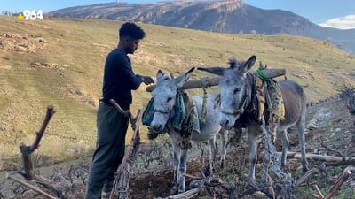 کێڵانی رەز بە شێوازی کۆن بەردەوامە