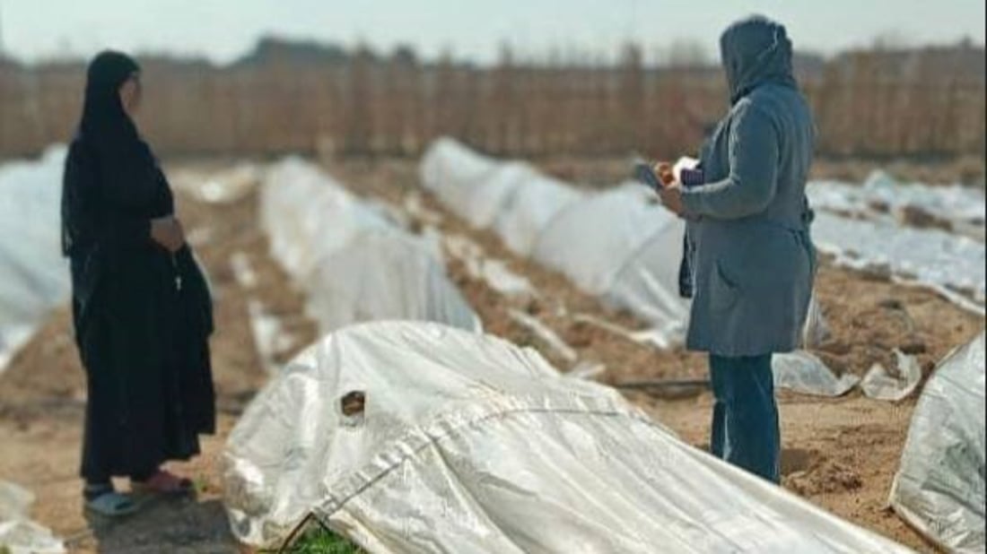 حشرة أميركية تهاجم طماطم الزبير.. حملة في البصرة للقضاء على “حفارة الأوراق”