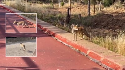 ئه‌گه‌ر له‌ناو پاركی سامی عه‌بدولڕه‌حمان رێوی و چه‌قه‌ڵت بینى لێیان مه‌ترسه‌