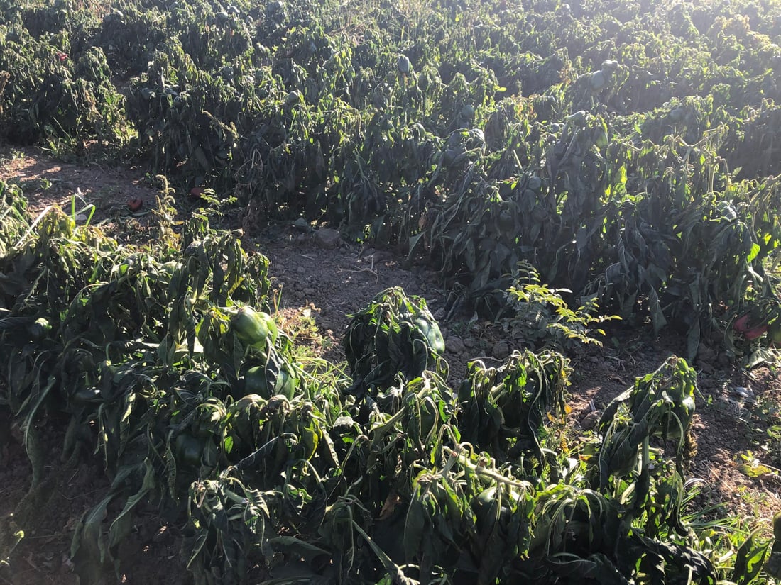 به‌رهه‌مى كشتوكاڵى شێواندووه‌ و گه‌رمكه‌ره‌وه‌شی به‌ هاوڵاتیان داناوه‌ته‌وه‌