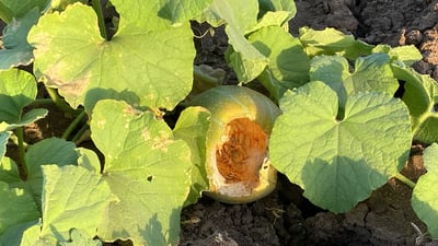 کەروێشک قڕانی خستووەتە ناو کاڵەکی هەریر