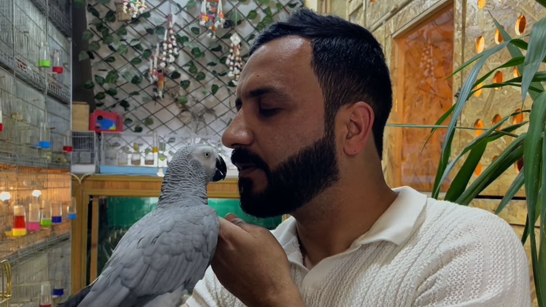باڵندەیەکی کاسکۆ قورئان دەخوێنیت