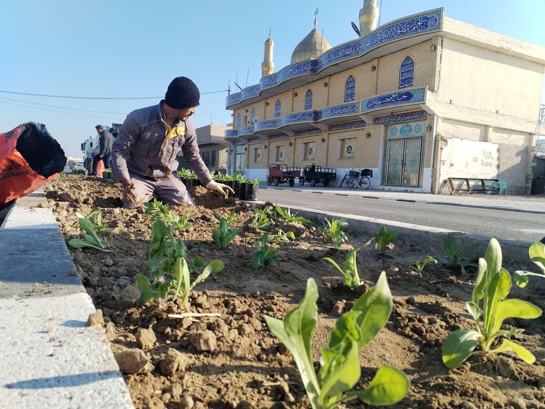 المشخاب تدعو أهلها للمشاركة في زراعة طريق القادسية.. أشجار أكاسيا بين الأقحوان