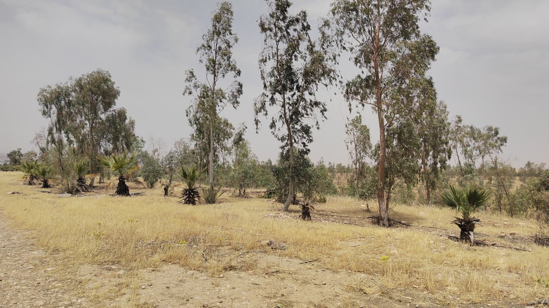 Neglect and lack of irrigation push Kalar’s Hazhar Forest toward deterioration