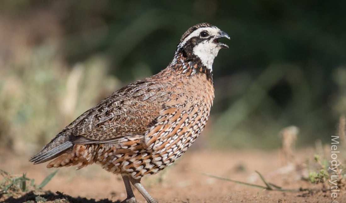 هەوێردە؛ ئەو باڵندە بچکۆلەیەی وەک “چارەسەر” بەکاردەهێنرێت