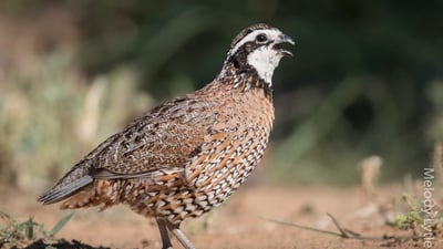 هەوێردە؛ ئەو باڵندە بچکۆلەیەی وەک “چارەسەر” بەکاردەهێنرێت