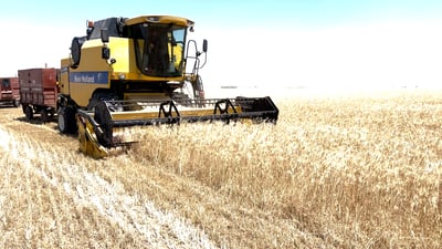 کەمى باران جوتیارانى رەنجبەخەسار کرد