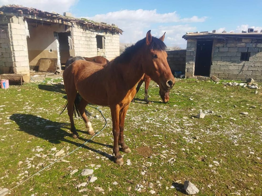 گوندێكی بنارى قه‌ندیل به‌ده‌ست وڵاغى به‌ڕه‌ڵڵا هه‌راسان بووه‌