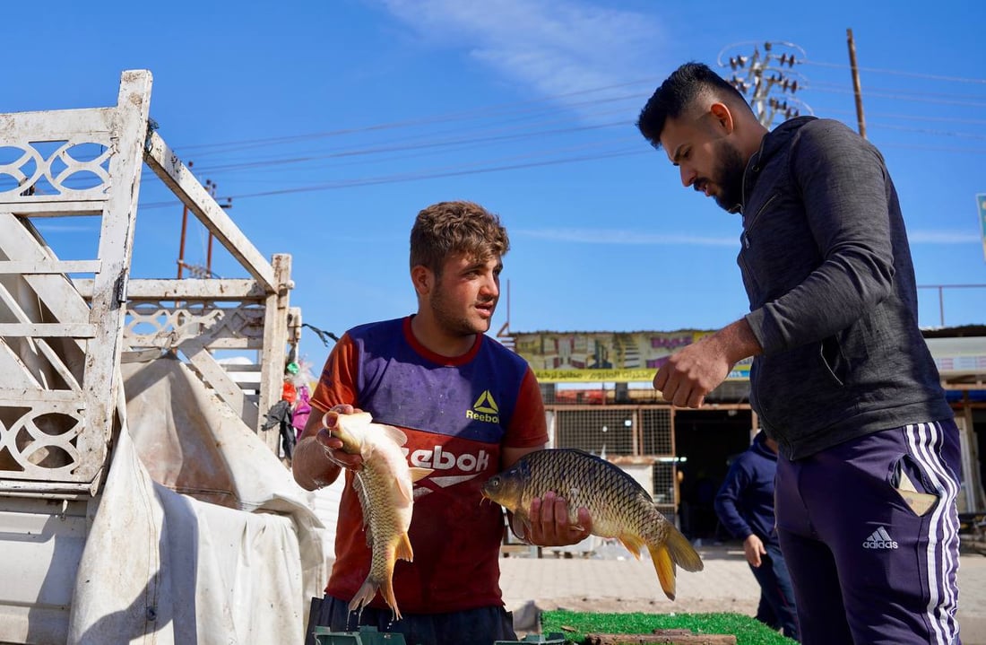 تحطيم أسعار بين باعة السمك والكيلو إلى 6 آلاف.. مدخل بعقوبة مزدحم بـ 50 سيارة