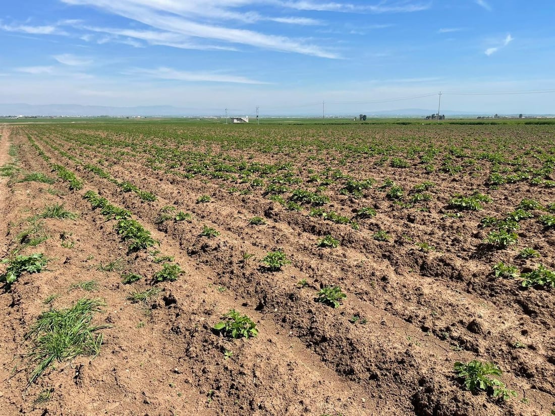 پیاز و په‌تاته‌ چێندراوه‌كه‌ى شێخان زیانیان به‌ركه‌وتووه‌