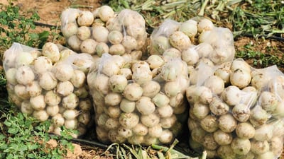 تجار الجنوب في ربيعة لاستيراد البصل.. إنتاج غرب نينوى وفير رغم آثار الجفاف