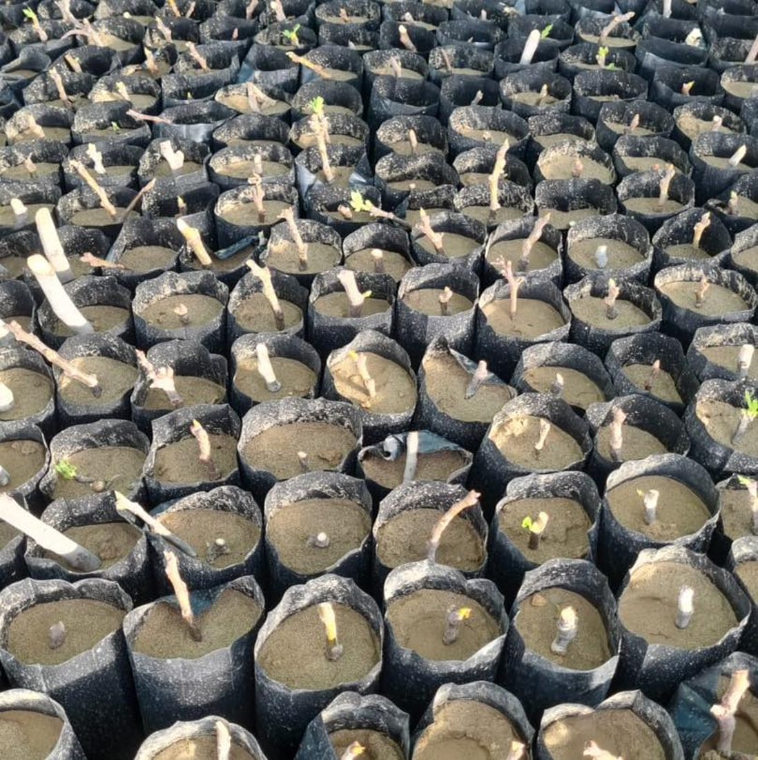 لە چیای شنگال 20 هەزار قەڵەمە هەنجیری خۆماڵی ئامادە دەکرێت