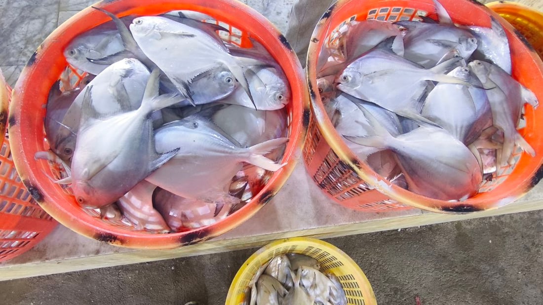 صور: عودة سمك الداكوك إلى أسواق الفاو بكمية 500 كغم.. الكيلو بـ 13 ألف دينار