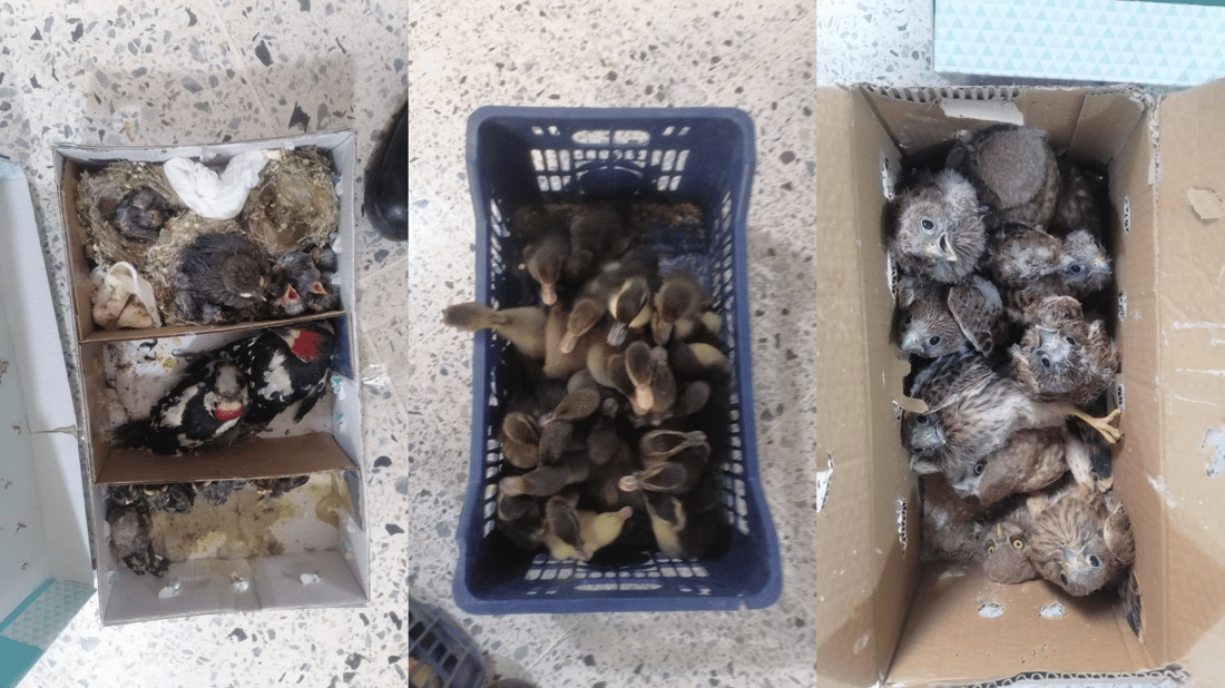 دوو کەس رەحمیان بە بێچووی باڵندەکانیش نەکرد؛ دەستگیر کران